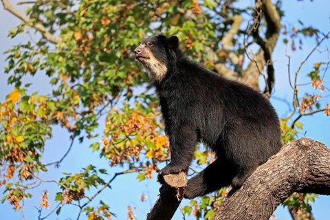 Spectacled bear