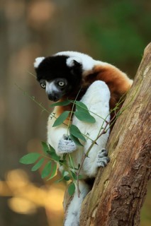 Crowned sifaka