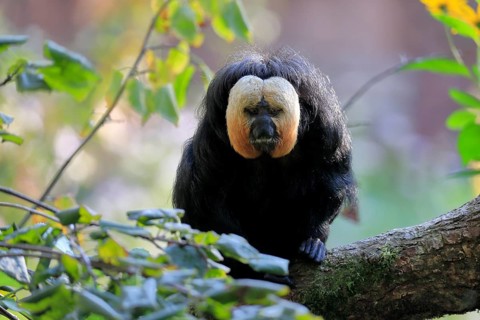 White-faced saki