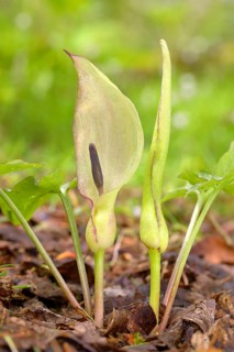 Arum