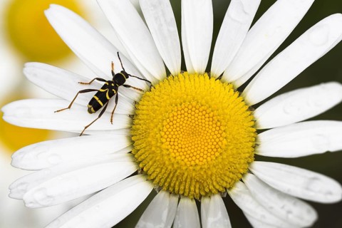 Wasp beetle