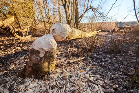 Beaver bite