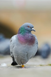 Feral pigeons