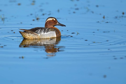 Garganey