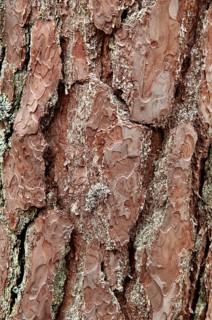 Bark