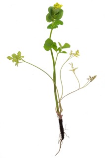 Stem-enclosing yellow umbel