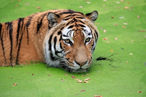 Siberian tiger