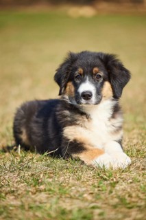 Mixed-bread dog