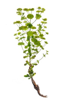 Steppe spurge