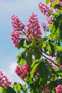 Red flowers of the horse chestnut
