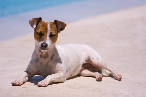 JRT soaks up the sun poolside
