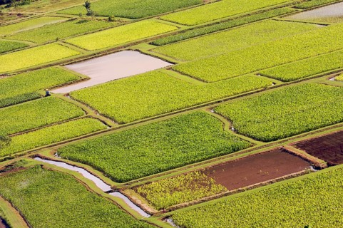 Hanalei valley and taro fields on kauai