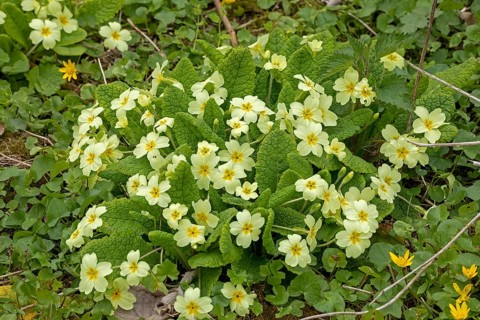 Primrose