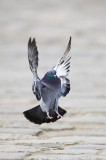 Feral pigeons