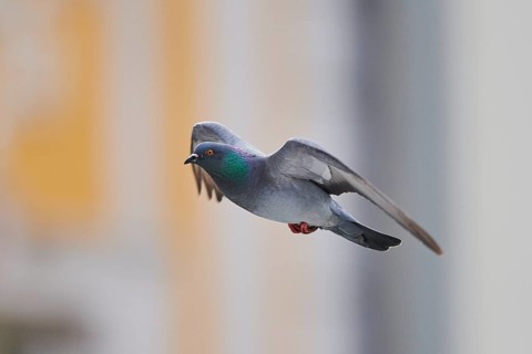 Feral pigeons