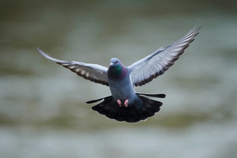 Feral pigeons