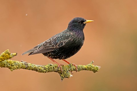 Starling