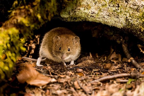 Bank vole
