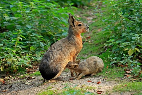 Patagonian Mara