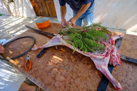 Whole lamb marinating in oil rub and rosemary for asado