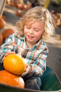 Adorable little boy sitting in wheelbarrow and holding his pumpkin in a rustic ranch setting at the pumpkin patch