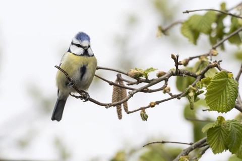 Blue tit