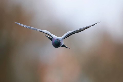 Feral pigeons