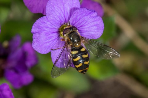 Lapposyrphus lapponicus