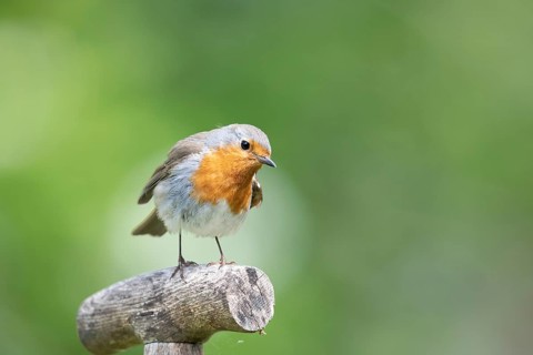 European robin