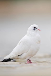 Feral pigeons