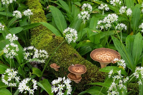 Polyporus tuberaster