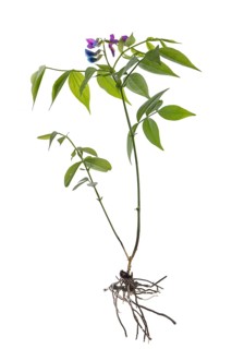 Spring pea