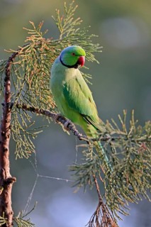 Rose-ringed parakeet