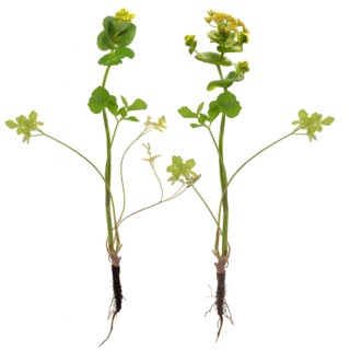 Stem-enclosing yellow umbel
