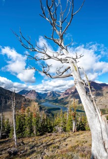 View of Two Medicine Lake with dead tree