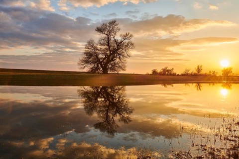 Brittle willow