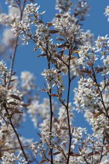 Flowering branches of a weeping pear