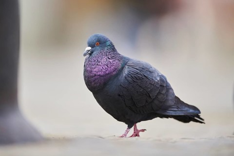 Feral pigeons