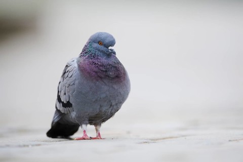 Feral pigeons