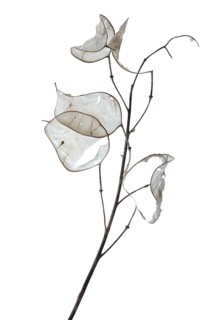 Annual silverleaf