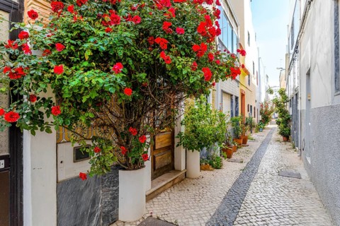 Red flowers and other plants decorating the narrow street of Olhao