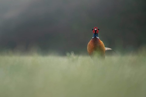 Pheasant