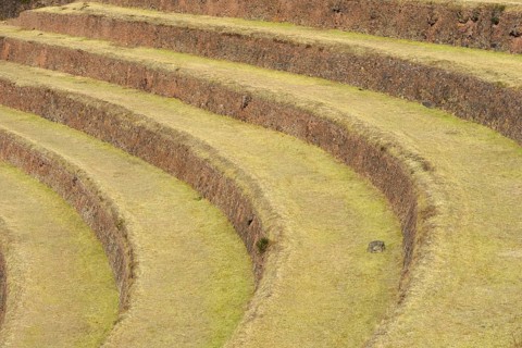 Walled terraces in the Inca ruins