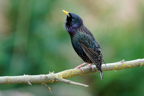 Starling