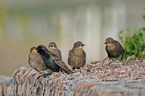 Starling