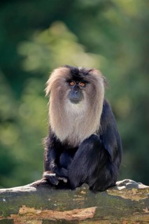 Lion-tailed macaque