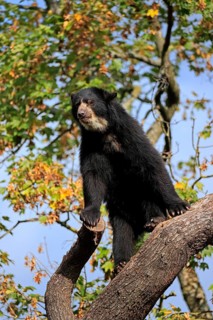 Spectacled bear