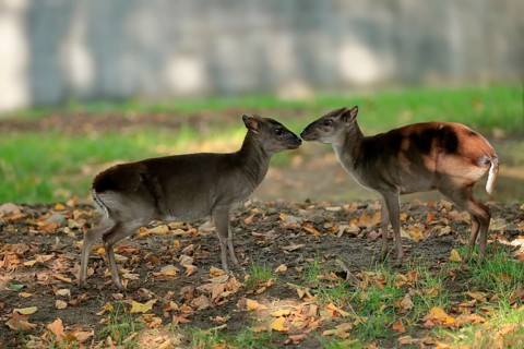 Congo blue duiker