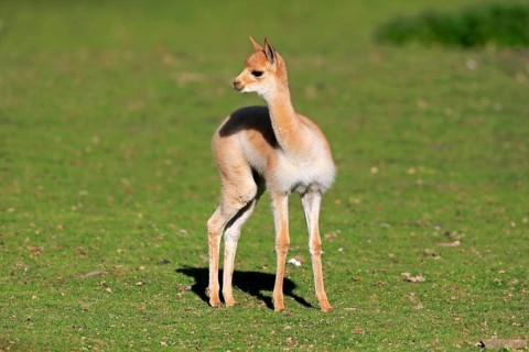 Vicuna