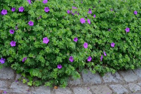 Geranium Tiny Monster